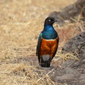  Ngorongoro Crater, TZ